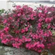 LOROPETALUM zimozielona miododajna - sadzonki 30 / 40 cm